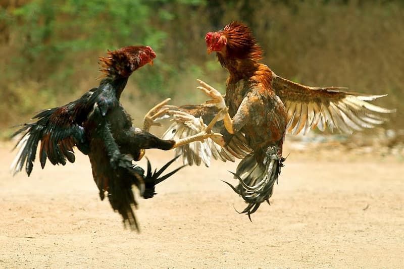 Đá gà GA28 tại Gowin: Sảnh cược đá gà đỉnh cao #1 châu Á 4 Đá gà đòn
