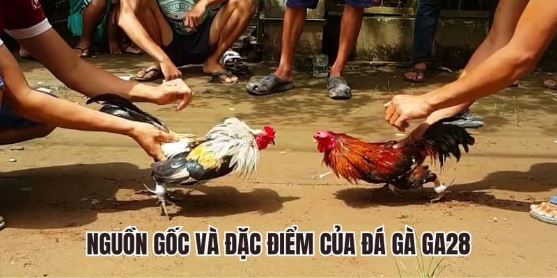 Đá gà GA28 tại Gowin: Sảnh cược đá gà đỉnh cao #1 châu Á 2 Đá gà GA28 có tính minh bạch cao