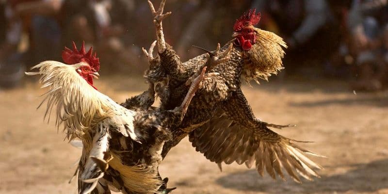 Đá gà cựa sắt Gowin: Kịch tính trong từng cú đá chiến kê 4 kèo cược nhà cái đưa ra